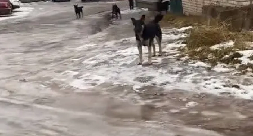Дикие псы на улицах держат в страхе костромичей