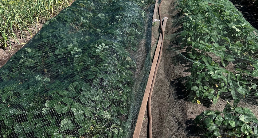 Чем можно подкормить клубнику после обрезки в августе. Попробуй!