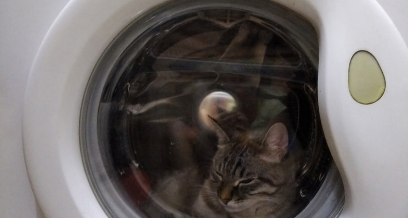 Добавляйте в барабан часть лимона 2 раза в месяц: как цитрус помогает в уходе за стиралкой - простой секрет от многих бед