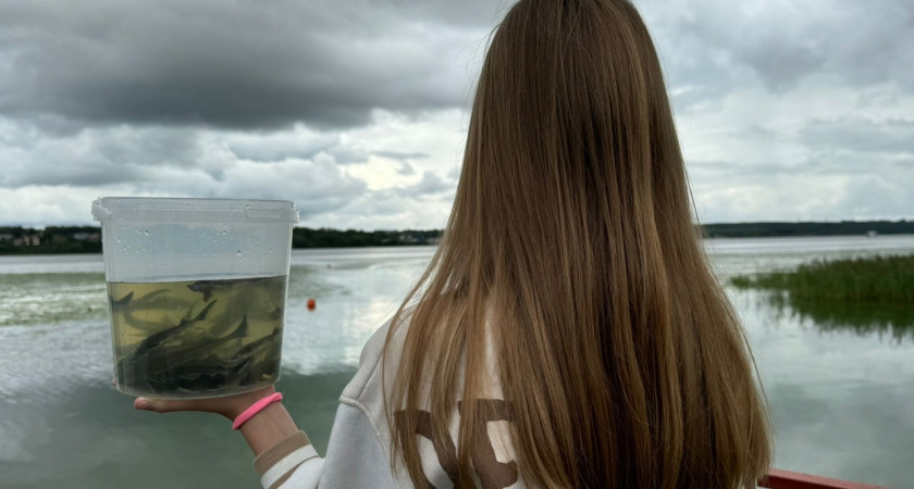 В Волгу Костромы выпустили десятки тысяч мальков стерляди