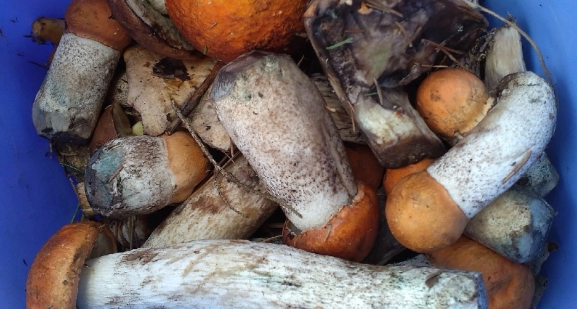 Россиянам назвали самые полезные грибы. Изучаем!