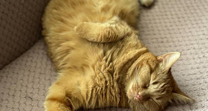 Что будет со здоровьем, если спать слишком много?