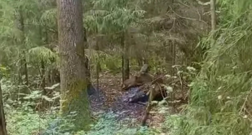 Костромич встретился с лосем в лесу во время «тихой охоты»