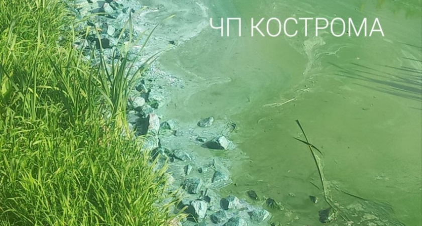 Волга поменяла цвет: в Костроме река окрасилась в ярко-зеленый