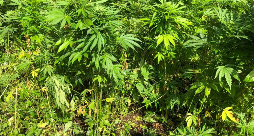 Житель Галича вырастил в лесу 222 куста конопли