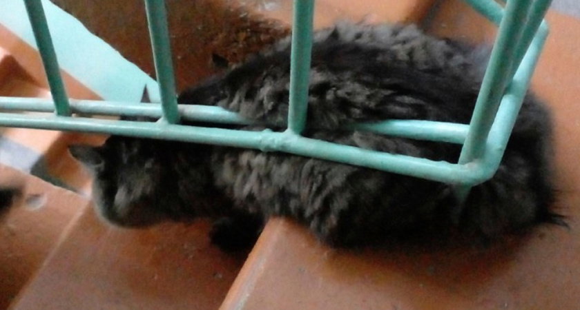 В Костроме в одной из многоэтажек на лестничной клетке застрял кот