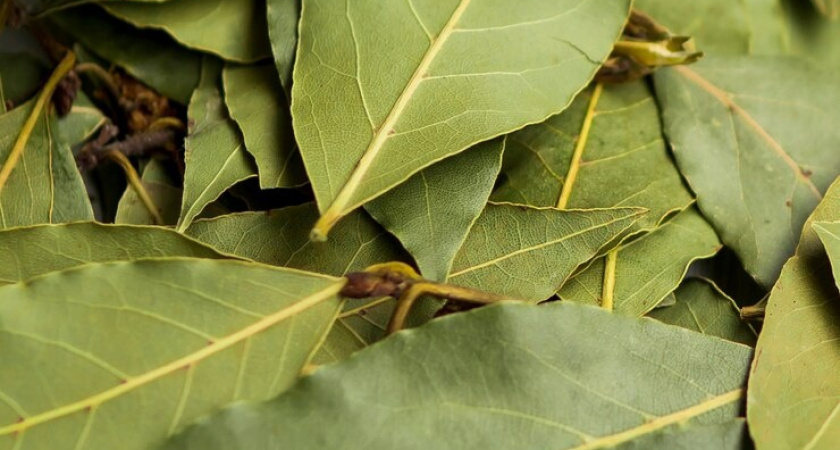 Бросьте лавровый лист в барабан стиральной машинки - результат будет превосходным