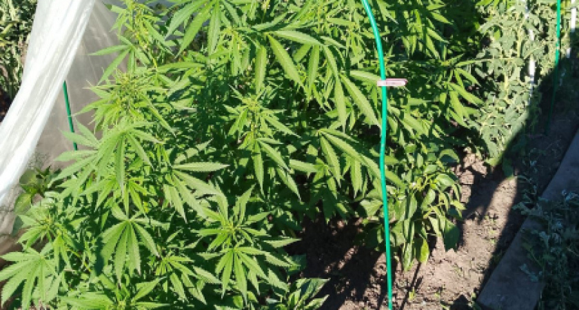 В Нерехте полицейские прикрыли "нарколабораторию"