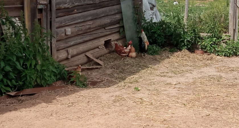 Указ есть, все подтверждено: баню придется снести — касается всех, у кого есть дача или сад