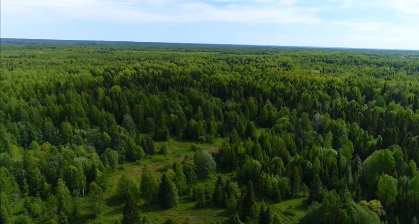 За костромскими лесами будут приглядывать десятки беспилотников