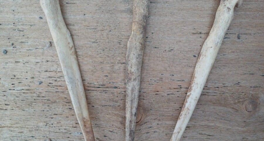 Костромские археологи нашли вещи из эпохи Великого переселения народов