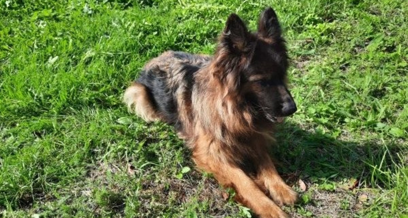 Слишком добра к заключенным: дрессированной овчарке ищут новых хозяев