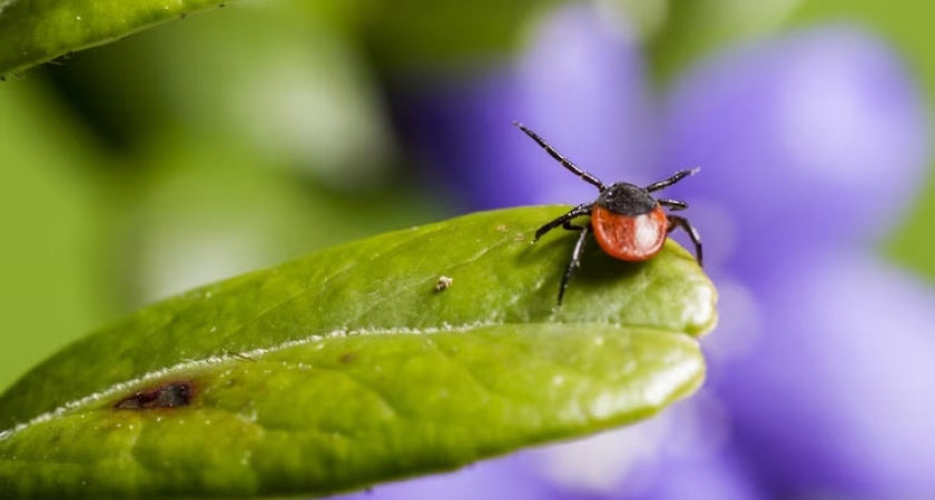 Четыре парка временно закрыли в Костроме из за обработки клещей
