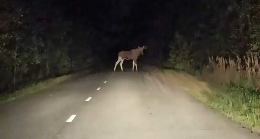 Бесправник из Павинского района сбил двух лосей
