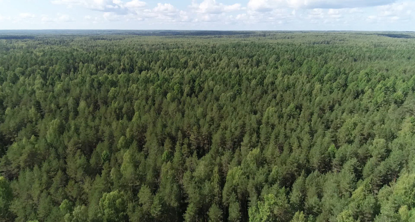В Костромской области ожидается высокий класс пожароопасности