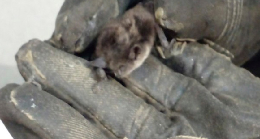 Летучая мышь напугала спящих костромичей