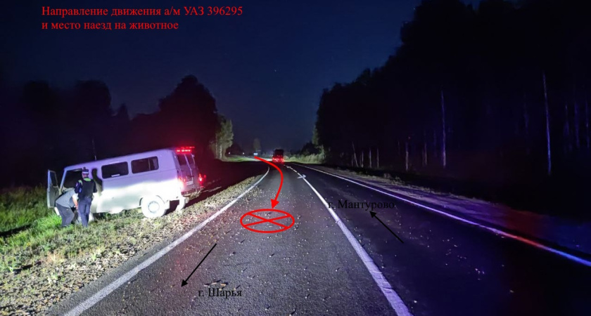 В Мантуровском районе 60-летнего водителя УАЗа госпитализировали после ДТП с лосем