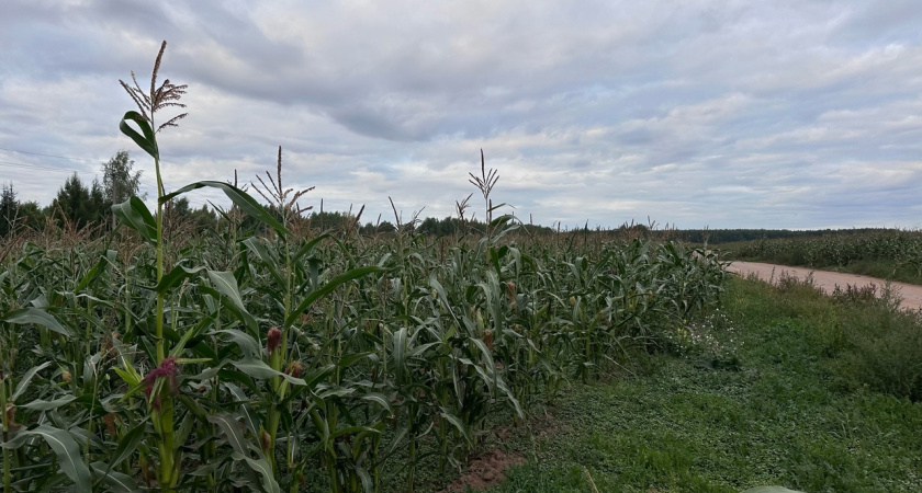 В Красносельском районе нашли ядовитое растение, которое может навредить людям и животным