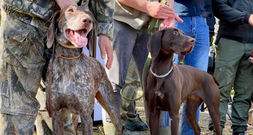 Костромичей приглашают на выставку охотничьих собак