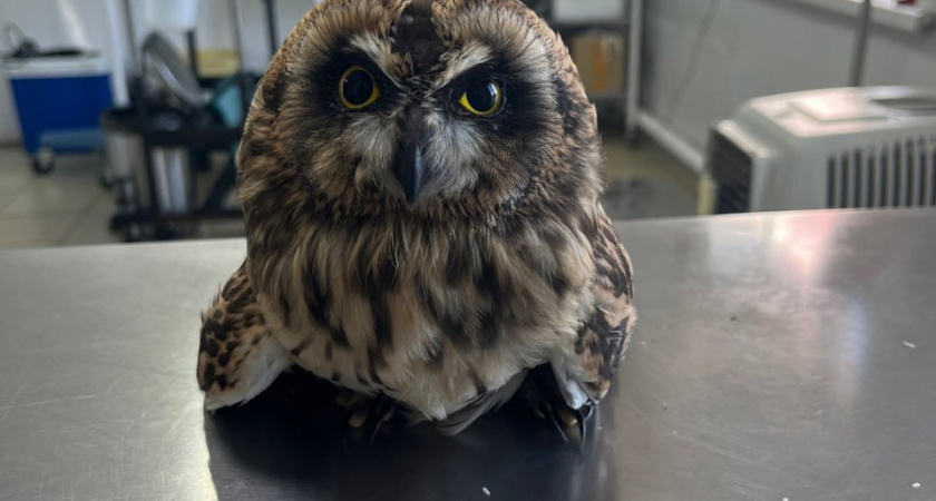 В Шарьинскую ветклинику поступил необычный пациент