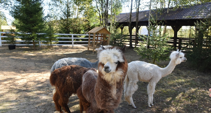 В Костромской области открыли парк с альпаками "Кострома-Перу"