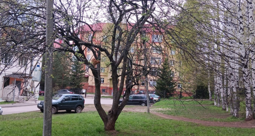 В Костромской области высадят более 120 тысяч деревьев