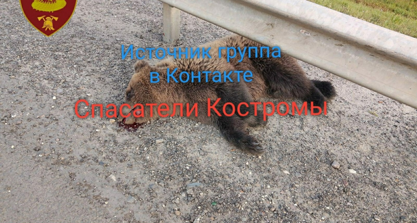 На Костромской трассе житель Тувы насмерть сбил медвежонка
