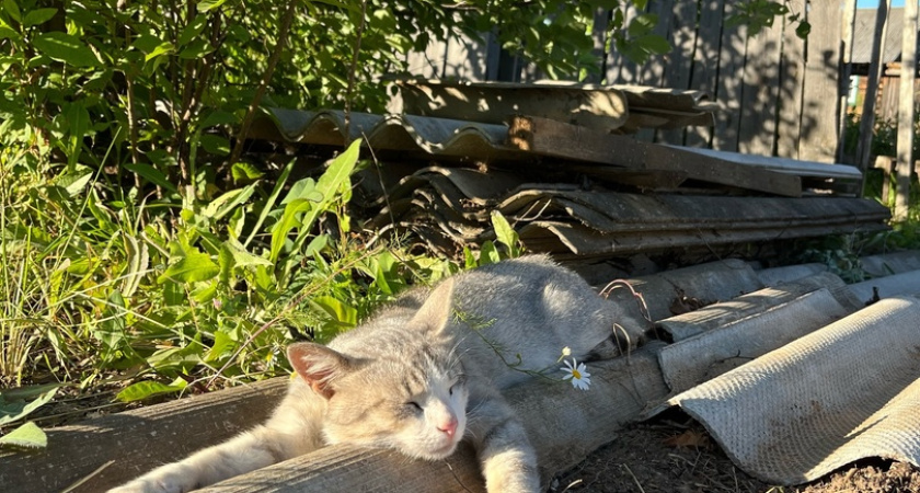 11 сентября костромичей ждет теплая погода