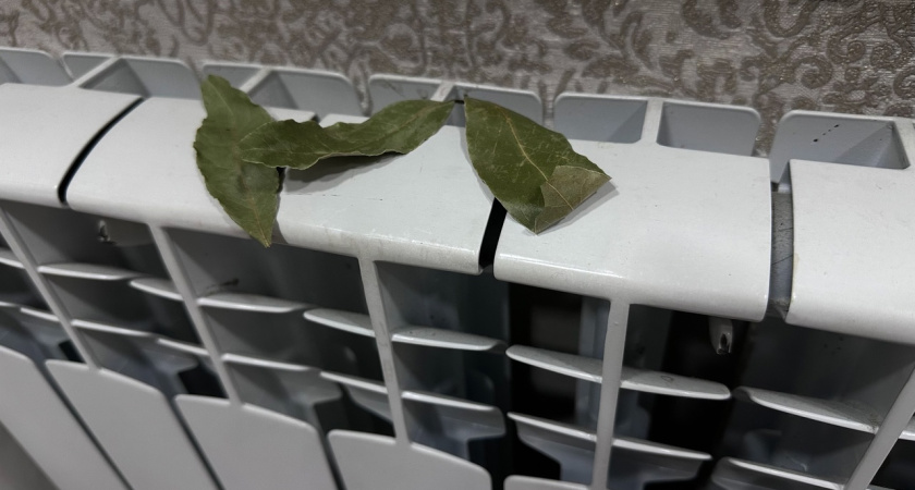 С наступлением первых холодов я кладу лавровый лист на батарею, и в доме становится уютнее