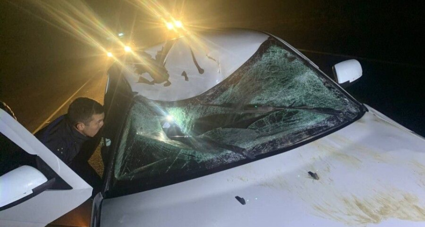 В ДТП с лосем серьезно пострадала молодая костромичка