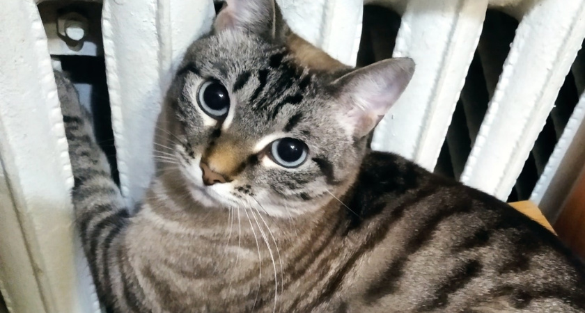 "Не вздумайте давать это кошкам": в Роскачестве озвучили плохие марки корма для питомцев