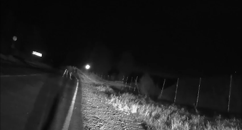 В Нерехтском районе спасли лося, который угодил рогами в дорожную сетку