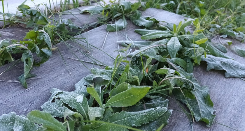 В Костроме и области прогнозируют резкое понижение температуры