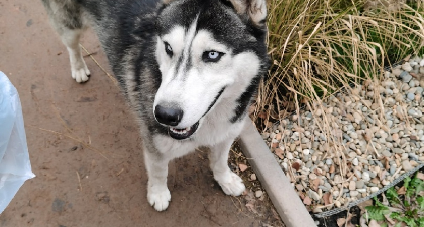 Костромич может заплатить 300 тысяч рублей за нападение собаки на 5-летнего ребенка