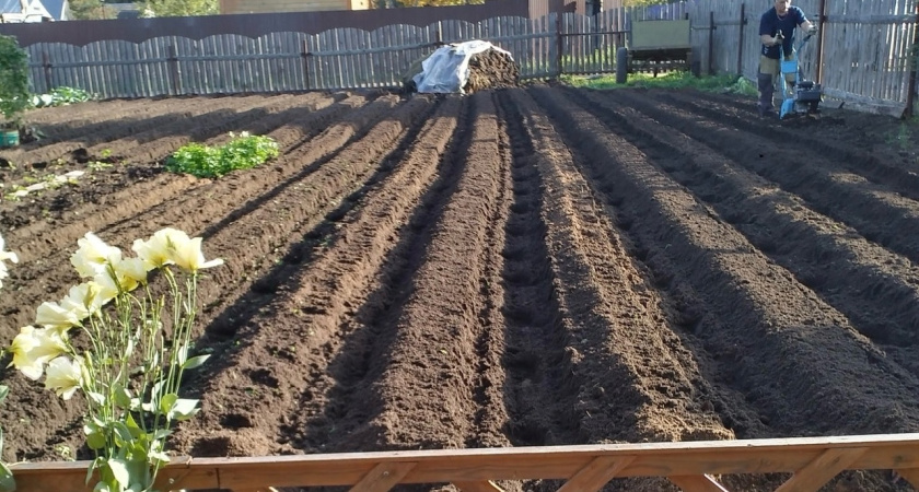 Не горчица и не фацелия: существует наиболее эффективный сидерат, после которого почва станет рыхлой, а урожайность взлетит