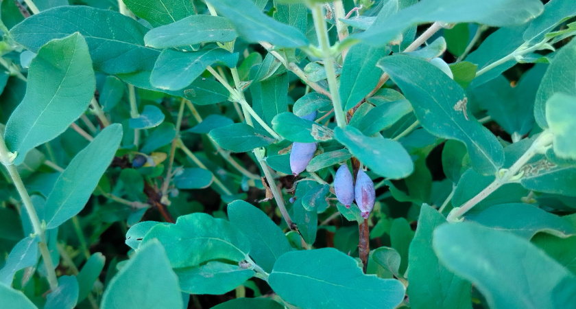 Эта ягода считается деликатесом, но она также является одной из самых вредных. Мы едим её всей семьёй, даже детям даём