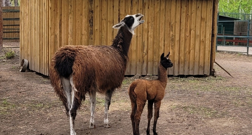 Костромской зоопарк объявил о бесплатном входе 1 октября