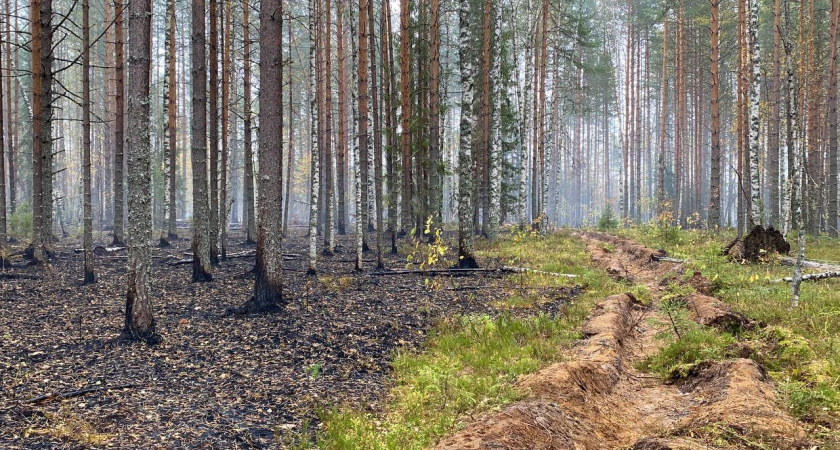 Под Костромой в лесу тушат пожар уже третий день