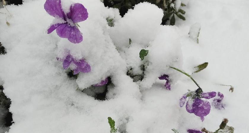 Даже не верится, что так скоро: синоптики назвали точную дату, когда выпадет первый снег