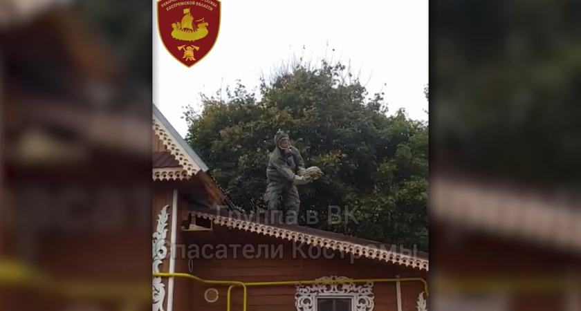 Костромские спасатели сняли гнездо шершней с крыши частного дома