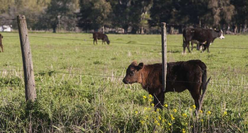 В Костромской области бык насмерть затоптал мужчину
