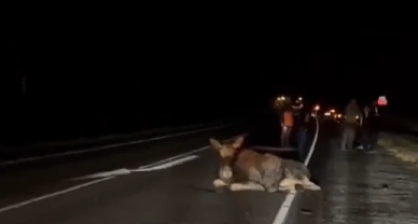 Около Костромы иномарка сбила лося