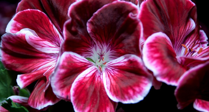 "Засунула лист герани под холодильник, и теперь бед не знаю": жить в доме стало спокойнее