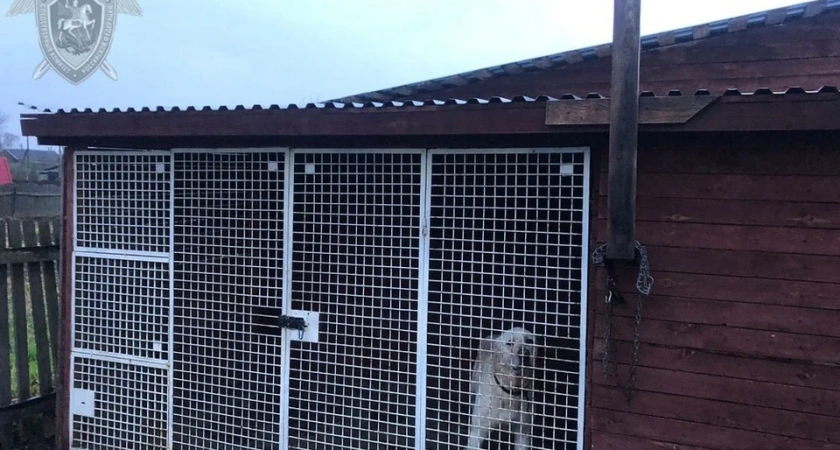 900 тысяч и исправительные работы: в Костроме вынесли приговор хозяину алабая, лишившего ребенка глаза