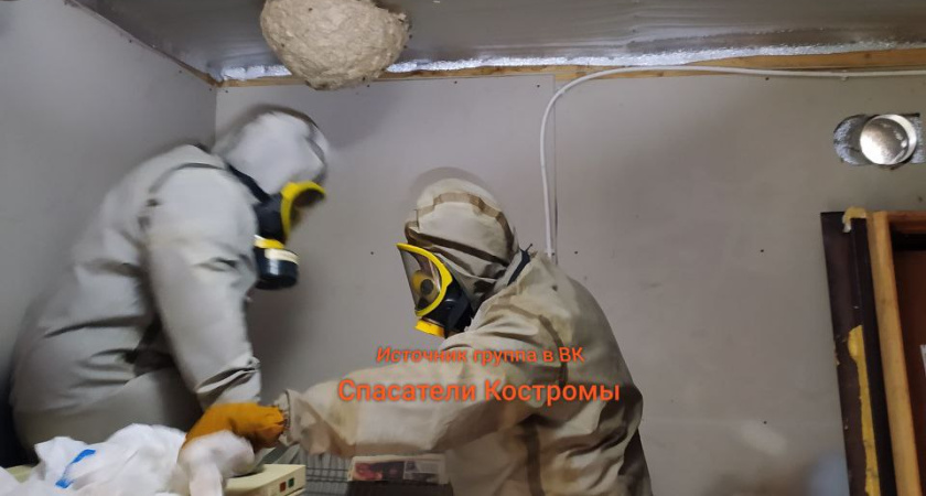 Костромские спасатели избавили жилой дом от шершней