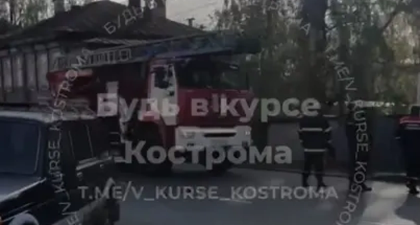 Костромские спасатели сняли застрявшего на верхушке дерева котенка