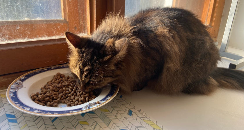 "Не травите этим кошек": в Роскачестве озвучили самые худшие марки корма для питомцев