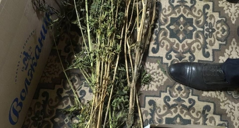 Костромичу вновь грозит лишение свободы за хранение марихуаны на даче