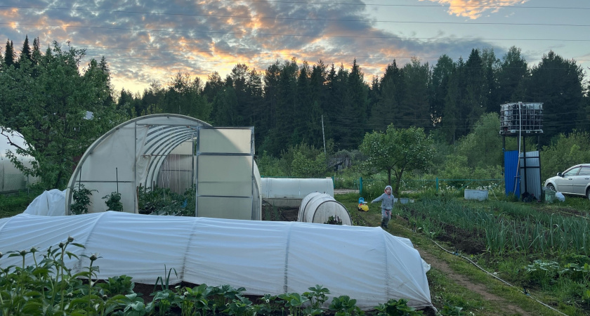 В октябре рассыпьте по земле в теплице: летом соберете рекордный урожай огурцов - совет опытных агрономов