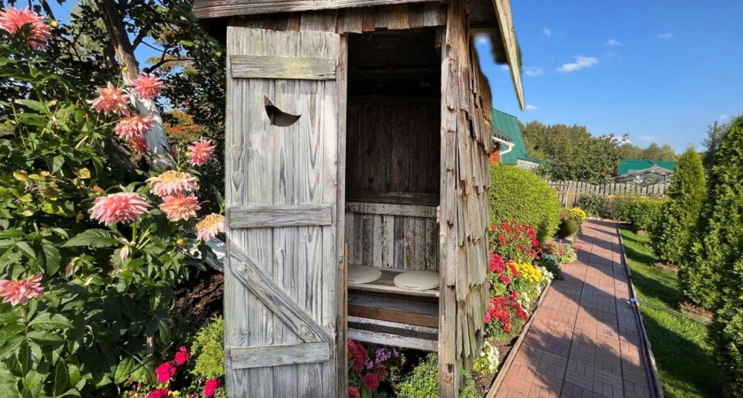 Выгребную яму теперь не откачиваю никогда: это растение высасывает до 400 литров в день